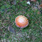 fly agaric