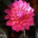 Dahlia