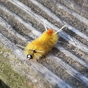 Catenulata Tussock Moth Caterpillar