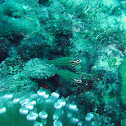 Orangestriped Cardinalfish