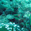 Orangestriped Cardinalfish