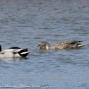 Mallard; Anade Real