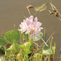 Common Water Hyacinth