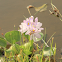 Common Water Hyacinth