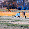 White-Tailed Deer