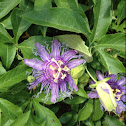 Purple Passionflower