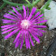Ice plant