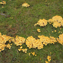 Sulphur tuft