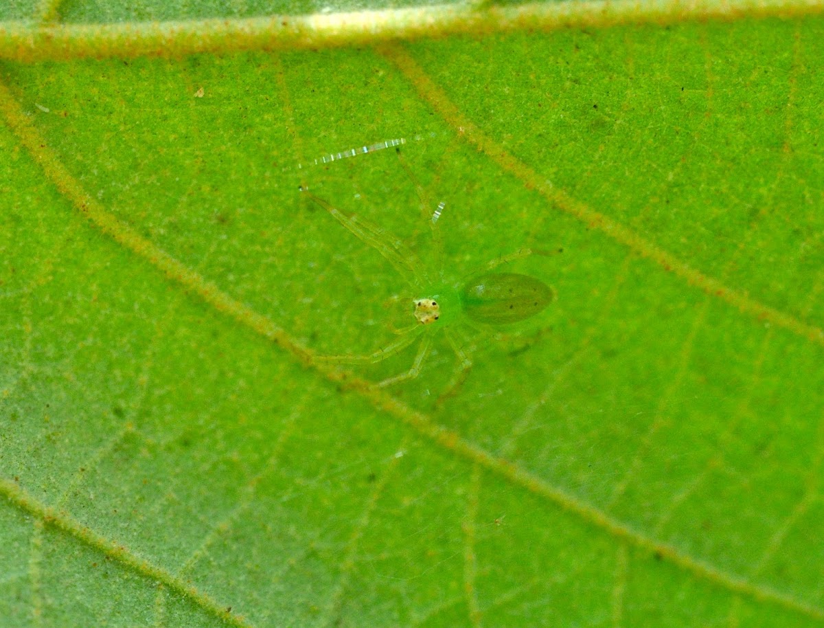 Spider