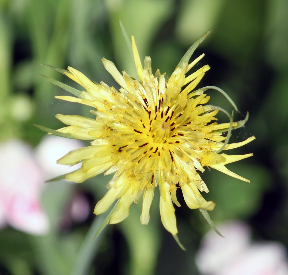 Yellow Goatsbeard