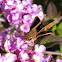 Hobomok Skipper