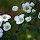 Den Københavnske Natur (Copenhagen nature)