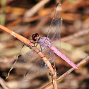 Roseate Skimmer