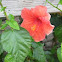 Rose Mallow