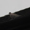 Collared Dove