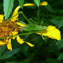 Katydid