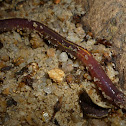 Worm