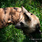 African wild dog