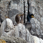 Shag