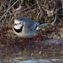 White Wagtail; Lavandera Blanca