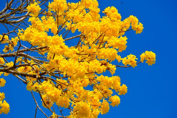 Tabebuia