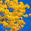 Tabebuia