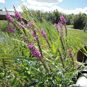 Purple Loosestrife