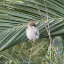 Tree Sparrow; Gorrión Molinero