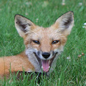 American Red Fox