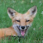 American Red Fox
