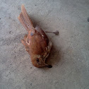 Brown Thrasher