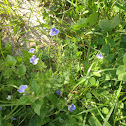 Speedwell