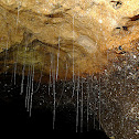 Hanging snares of Keroplatid larva