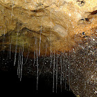 Hanging snares of Keroplatid larva