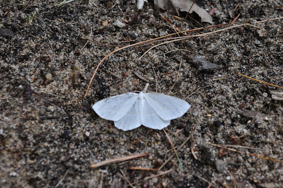 Spotting Image 1