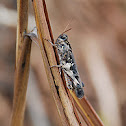 Grasshopper