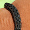 Armyworm