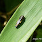 Jewel beetle