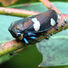 Gum treehopper