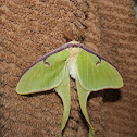 Luna Moth (male)