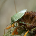 Green Stink Bug