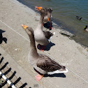 Greylag Goose