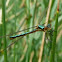 Lestes dryas