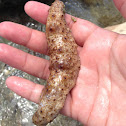 Sea cucumber/Loli