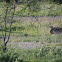 Kori Bustard