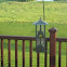 Yellow Finch