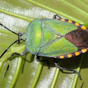 Stink Bug, Shield Bug
