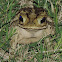 Gulf Coast Toad