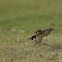 Australasian Pipit