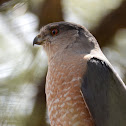 Cooper's Hawk